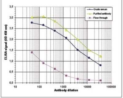 ELISA: Histone H4 [ac Lys8] Antibody [NBP2-59260] - To determine the titer of the antibody, an ELISA was performed using a serial dilution of the antibody directed against H4K8ac, crude serum and flow through in antigen coated wells. The antigen used was a peptide containing the histone modification of interest. By plotting the absorbance against the antibody dilution, the titer of the purified antibody was estimated to be 1:16,700.